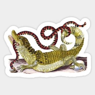 Caiman Alligator And Snake - Vintage Drawing: Sticker